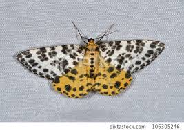 Attēlu rezultāti vaicājumam “Arichanna melanaria”