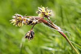 Attēlu rezultāti vaicājumam “Luzula campestris”