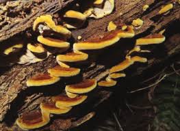 Attēlu rezultāti vaicājumam “Junghuhnia pseudozilingiana”