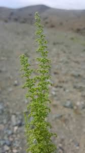 Image result for Chenopodium botrys
