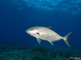 Image result for Seriola rivoliana