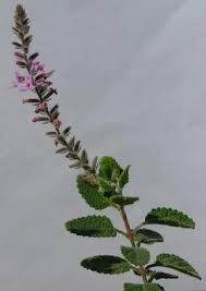 Attēlu rezultāti vaicājumam “Arthonia byssacea”