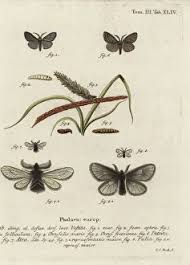 Attēlu rezultāti vaicājumam “Canephora hirsuta larva”