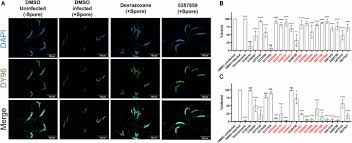 Attēlu rezultāti vaicājumam “Comatricha elegans var. microspora spores”