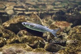 Image result for Liza ramada