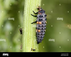Attēlu rezultāti vaicājumam “Coccinella septempunctata larva”