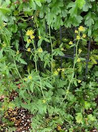 Attēlu rezultāti vaicājumam “Sisymbrium volgense flower”
