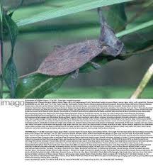 Attēlu rezultāti vaicājumam “Nepa cinerea imago”