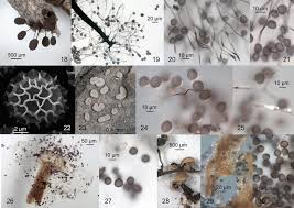Attēlu rezultāti vaicājumam “Amaurochaete atra young”