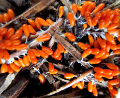 Attēlu rezultāti vaicājumam “Leocarpus fragilis”