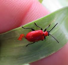 Attēlu rezultāti vaicājumam “Lilioceris lilii”