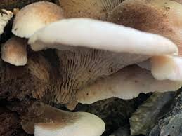 Attēlu rezultāti vaicājumam “Lentinellus ursinus”