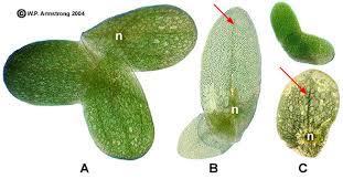 Attēlu rezultāti vaicājumam “Lemnaceae”