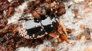 Attēlu rezultāti vaicājumam “Bitoma crenata imago”