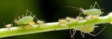 Attēlu rezultāti vaicājumam “Sternorrhyncha”