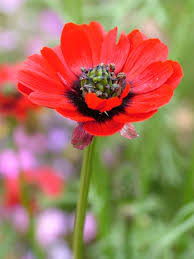 Image result for Adonis aestivalis