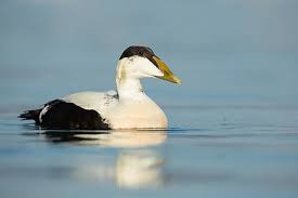 Attēlu rezultāti vaicājumam “Somateria mollissima male”