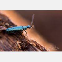 Attēlu rezultāti vaicājumam “Dasytes caeruleus imago”