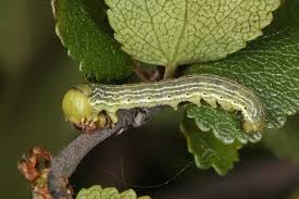 Attēlu rezultāti vaicājumam “Archiearis parthenias”