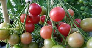 Afbeeldingsresultaat voor rose quartz tomato