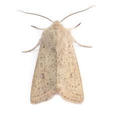 Attēlu rezultāti vaicājumam “Orthosia gracilis”