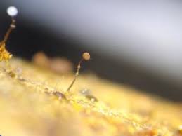 Attēlu rezultāti vaicājumam “Clastoderma debaryanum macro”