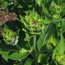Attēlu rezultāti vaicājumam “Inula helenium leaf”