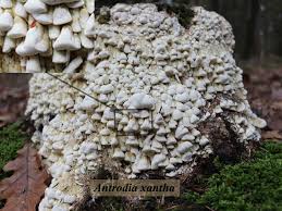 Attēlu rezultāti vaicājumam “Antrodia xantha”