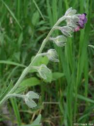 Attēlu rezultāti vaicājumam “Cynoglossum officinale flower”
