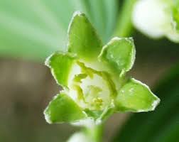 Attēlu rezultāti vaicājumam “Polygonatum multiflorum  flower”
