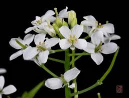 Image result for Alliaria petiolata