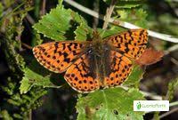 Attēlu rezultāti vaicājumam “Boloria aquilonaris underside”