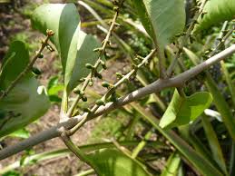 Attēlu rezultāti vaicājumam “Athelia pyriformis”