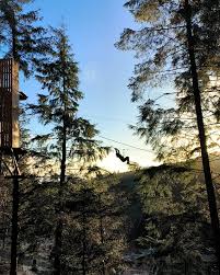 Image result for Go Ape! Whinlatter