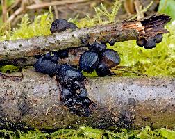 Attēlu rezultāti vaicājumam “Exidia glandulosa”