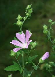 Image result for Lavatera thuringiaca