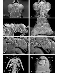 Attēlu rezultāti vaicājumam “Dicyphus sp.”