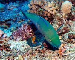 Image result for Chlorurus perspicillatus