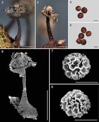 Attēlu rezultāti vaicājumam “Diachea muscorum”