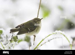 Image result for Phylloscopus humei