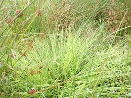 Attēlu rezultāti vaicājumam “Carex diandra”