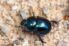 Attēlu rezultāti vaicājumam “Trypocopris vernalis”