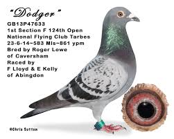 Image result for Abbeyton & Broomfield Racing Pigeons