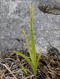 Attēlu rezultāti vaicājumam “Dactylorhiza cruenta leaf”