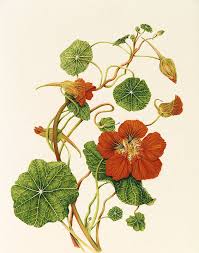 Attēlu rezultāti vaicājumam “Tropaeolaceae”