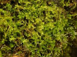 Attēlu rezultāti vaicājumam “Blepharostoma trichophyllum”