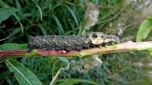 Attēlu rezultāti vaicājumam “Deilephila elpenor larva”