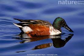 Attēlu rezultāti vaicājumam “Anas clypeata male”