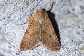 Attēlu rezultāti vaicājumam “Agrochola helvola imago”