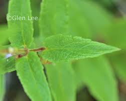 Attēlu rezultāti vaicājumam “Scutellaria galericulata leaf”